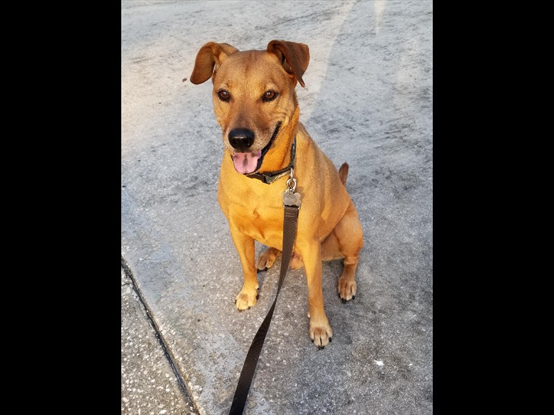 VIP Pets of The Belle's main page