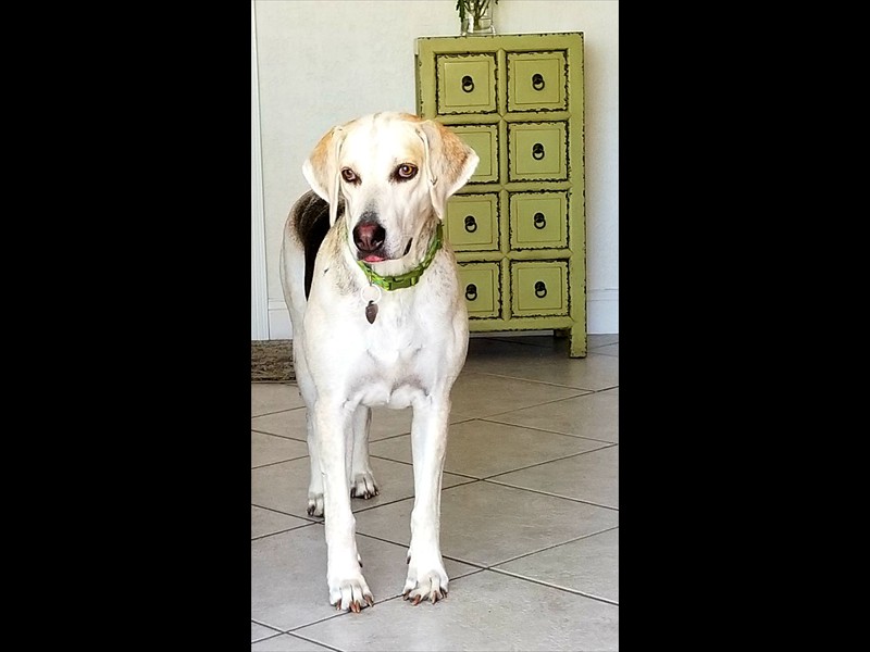 VIP Pets of The Belle's main page