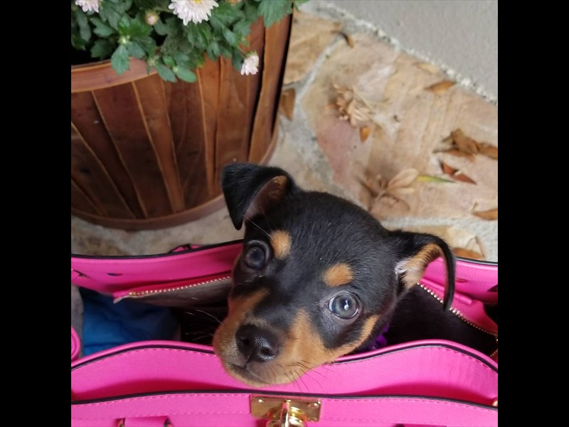 Small_dog_in_purse